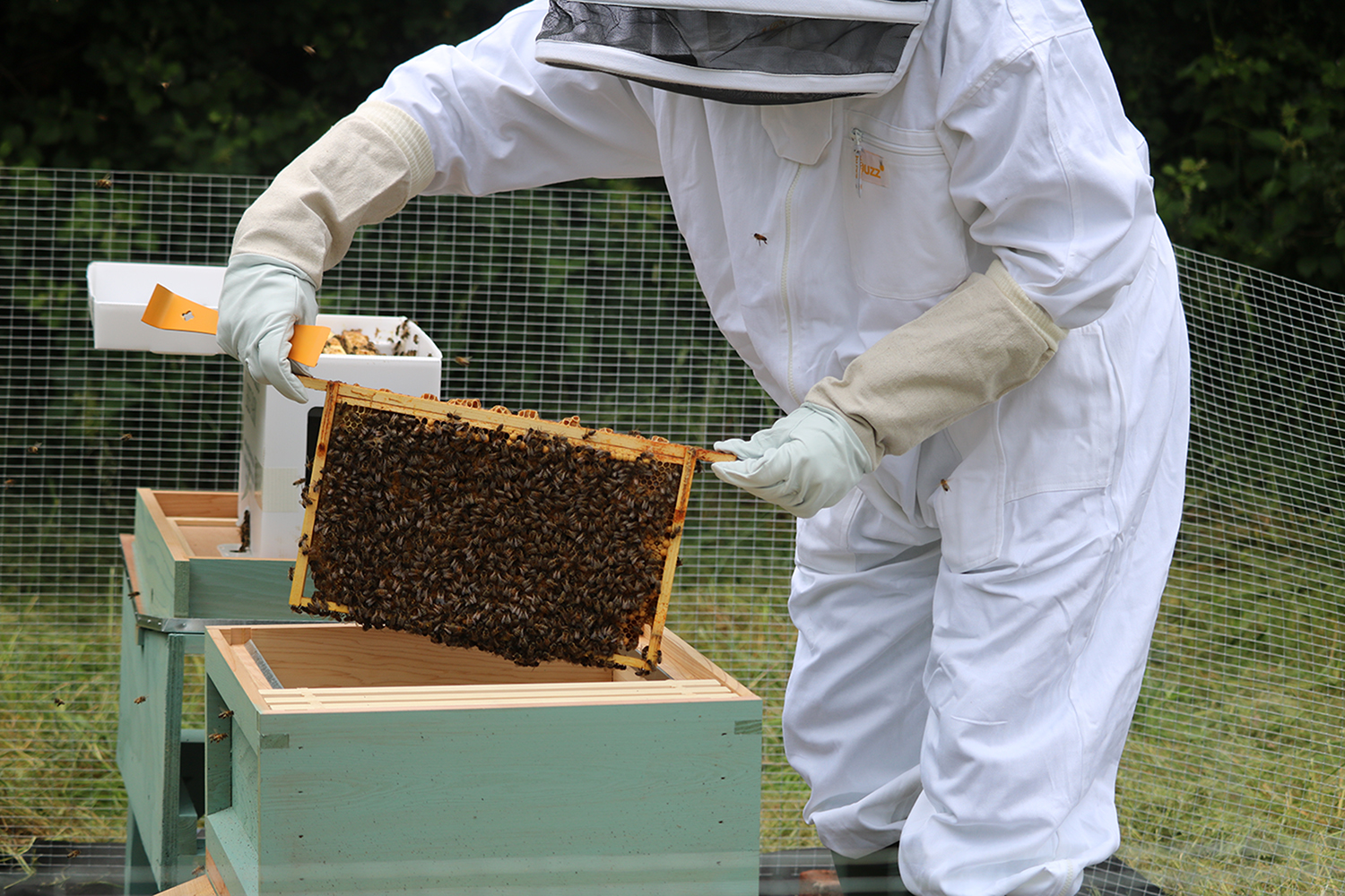 installing a nuc of bees- smoking gently