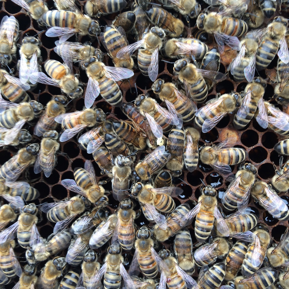 a thriving mass of bees- can you spot the queen?
